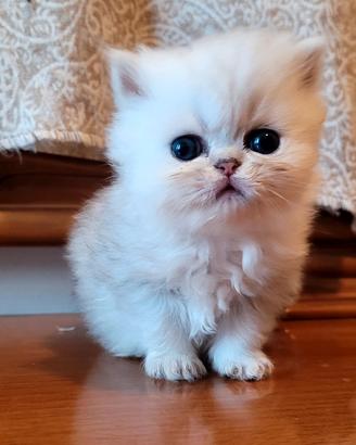 cuccioli Gatto Persiano Chinchillà 