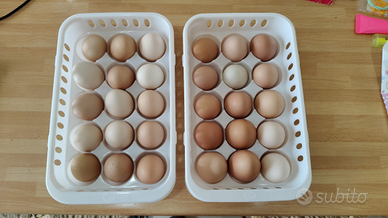 30 di galline ovaiole misura grande