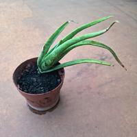 Piccola pianta di aloe vera 