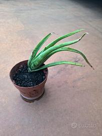 Piccola pianta di aloe vera 