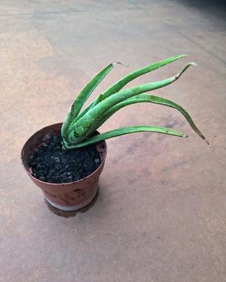 Piccola pianta di aloe vera 