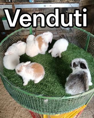Cuccioli di conigli Ariete