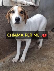 BRENDA 3 ANNI 18 KG circa Taglia media contenuta