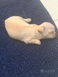 Cuccioli di chihuahua
