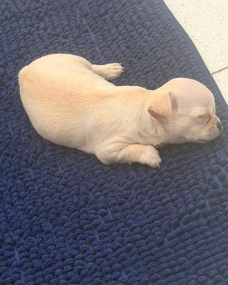 Cuccioli di chihuahua