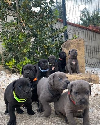 Cuccioli di cane corso