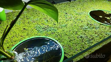 Pianta Galleggiante Salvinia Natans