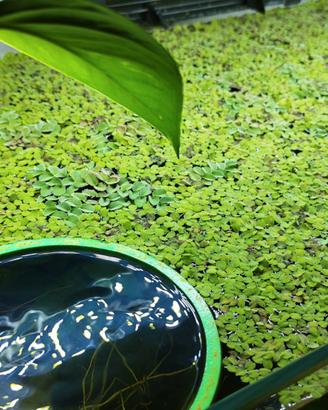 Pianta Galleggiante Salvinia Natans