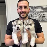 Cuccioli husky pedigree