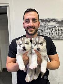 Cuccioli husky pedigree