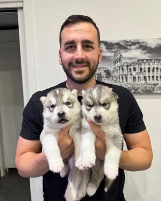 Cuccioli husky pedigree