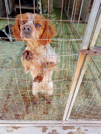 BRETON femmina anni 4 con pedigree