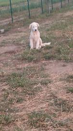 Pastore maremmano abruzzese