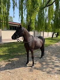 Pony da salto
