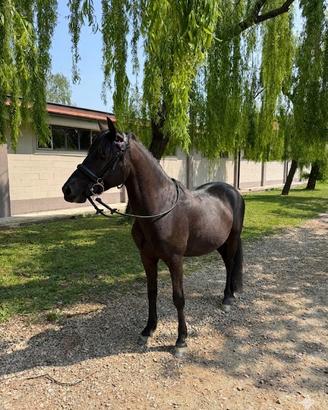 Pony da salto