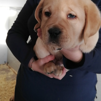 Cucciolo di labrador