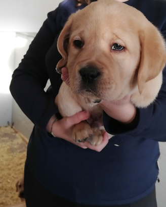 Cucciolo di labrador
