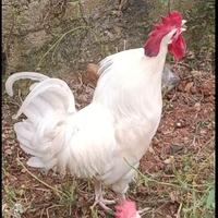 Gallo livornese giovane