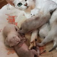 Rari cuccioli di Burmilla con pedigree