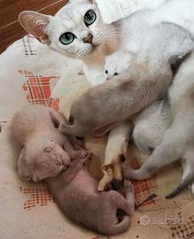 Rari cuccioli di Burmilla con pedigree