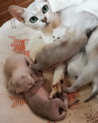 Rari cuccioli di Burmilla con pedigree