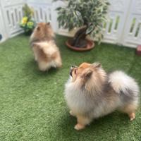 Volpino di Pomerania PEDIGREE ENCI