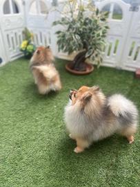 Volpino di Pomerania PEDIGREE ENCI