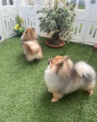 Volpino di Pomerania PEDIGREE ENCI