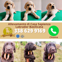 Labrador con pedigree ENCI