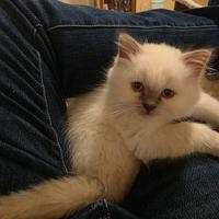 Cucciolo Ragdoll di 2 mesi + lettiera automatica P