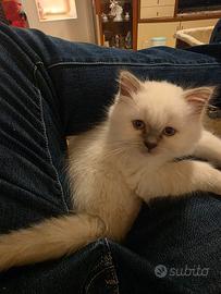 Cucciolo Ragdoll di 2 mesi + lettiera automatica P