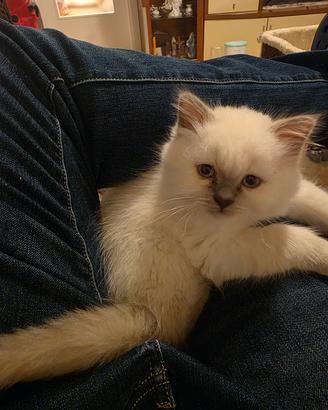 Cucciolo Ragdoll di 2 mesi + lettiera automatica P