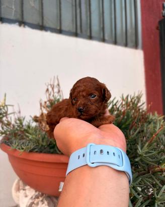 Cuccioli di barboncino toy