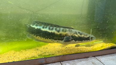 Pesce Channa micropeltes adulto