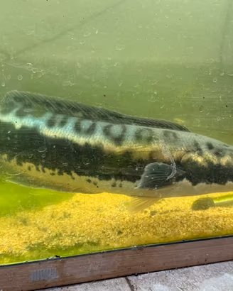 Pesce Channa micropeltes adulto