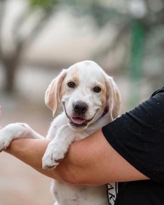 Aladdin cucciolino mix cane da caccia