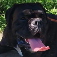 Boxer per monta