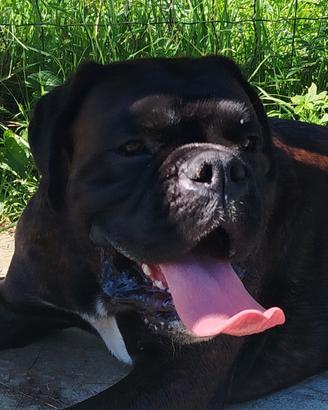 Boxer per monta