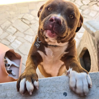 American Pitbull Red nose maschio