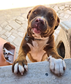 American Pitbull Red nose maschio