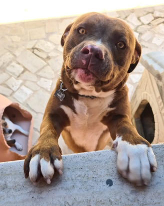 American Pitbull Red nose maschio
