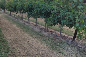 Vigneto nuovo meccanizzato