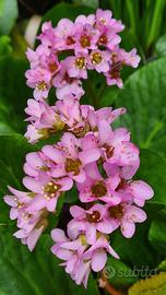 Bergenia pianta 