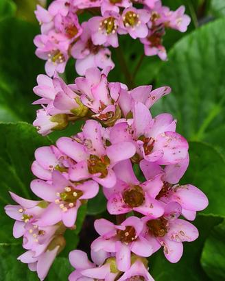 Bergenia pianta 