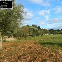 TERRENO 7000mq - POSSIBILITA' EDIFICATORIA - OSTU