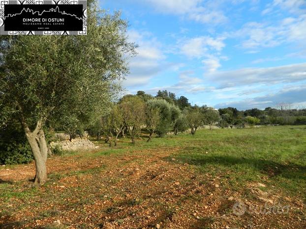 TERRENO 7000mq - POSSIBILITA' EDIFICATORIA - OSTU