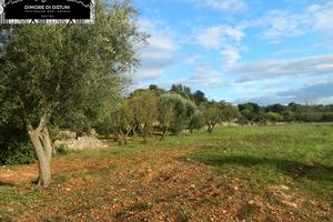 TERRENO 7000mq - POSSIBILITA' EDIFICATORIA - OSTU