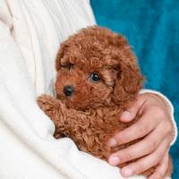 Jonny Barboncino toy Italiano