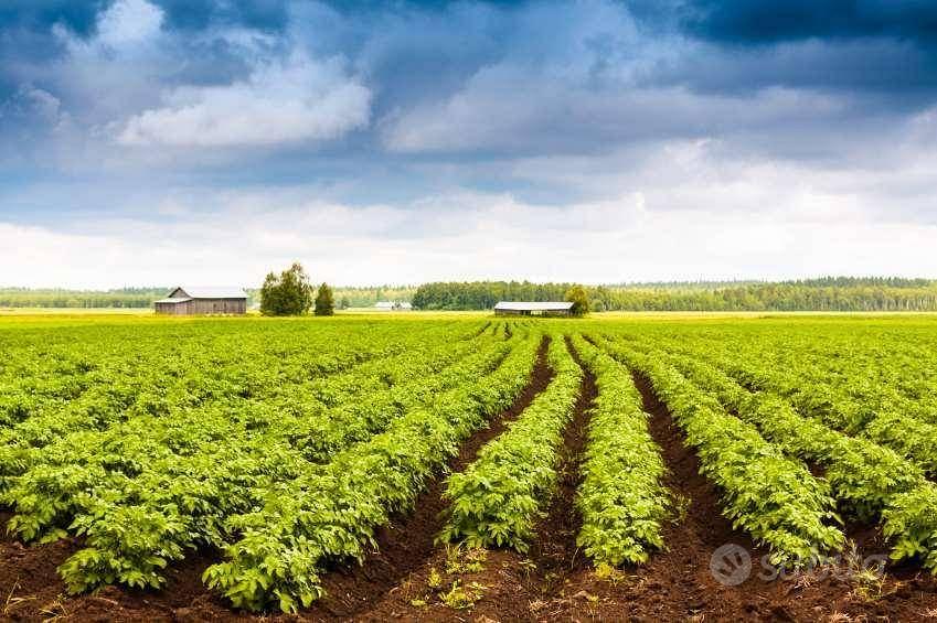 Terreno di 5300 m² con 1 locale a Capannori - Vista 3