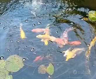 Carpe koi